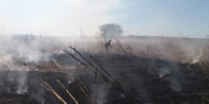 Incêndio atinge cerca de 80 hectares de vegetação na zona rural de Iguatu, no Ceará