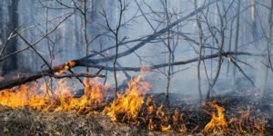 Agosto é o mês com maior número de queimadas em 2020