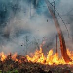 Desmatamento com uso do fogo em área florestal gera multa de R$ 3,8 milhões