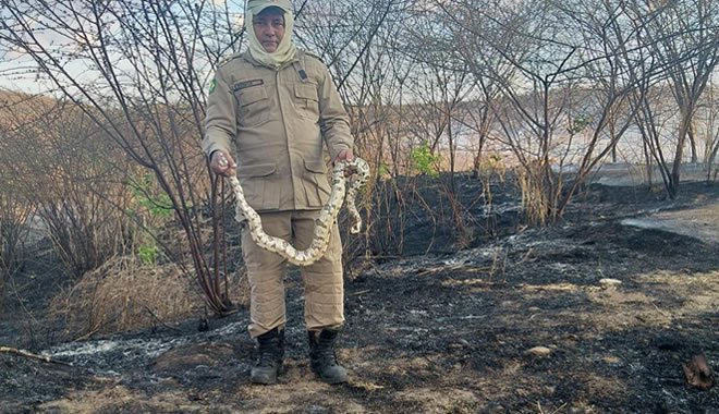 Incêndio na zona rural de Iguatu mata animais nativos e se aproxima de casas