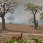 Pantanal tem redução de queimadas em 2022