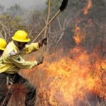 Incêndios florestais são combatidos com ações de voluntários, pesquisa e iniciativa