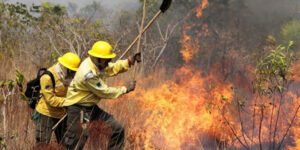 Incêndios florestais são combatidos com ações de voluntários, pesquisa e iniciativa